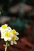 Narcissus 'Minnow', habit