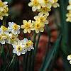 Narcissus 'Minnow', habit