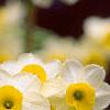 Narcissus 'Minnow', flowers