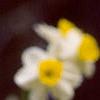 Narcissus 'Minnow', flowers