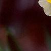 Narcissus 'Minnow', flowers