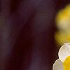 Narcissus 'Minnow', flowers