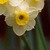 Narcissus 'Minnow', flowers