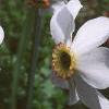 Narcissus poeticus 'Actaea', habit