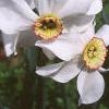 Narcissus poeticus 'Actaea', habit