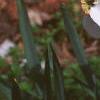 Narcissus poeticus 'Actaea', habit