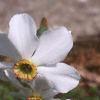 Narcissus poeticus 'Actaea', habit