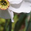 Narcissus poeticus 'Actaea', flowers