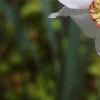 Narcissus poeticus 'Actaea', flowers