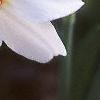 Narcissus poeticus 'Actaea', flowers