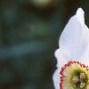 Narcissus poeticus 'Actaea', flowers