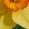 Narcissus 'Red Aria', flowers