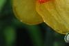 Narcissus 'Red Aria', flowers
