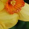 Narcissus 'Red Aria', flowers