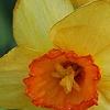 Narcissus 'Red Aria', flowers