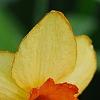 Narcissus 'Red Aria', flowers