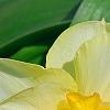 Narcissus 'Tahiti', flowers