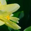 Narcissus 'Tahiti', flowers