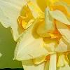 Narcissus 'Tahiti', flowers