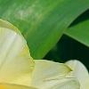 Narcissus 'Tahiti', flowers