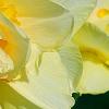 Narcissus 'Tahiti', flowers
