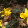 Narcissus 'Tete a tete', habit