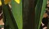 Narcissus 'Tete a tete', habit