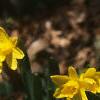 Narcissus 'Tete a tete', habit