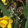 Narcissus 'Tete a tete', habit
