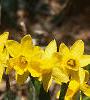 Narcissus 'Tete a tete', habit