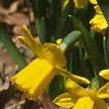 Narcissus 'Tete a tete', habit