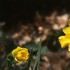 Narcissus 'Tete a tete', habit