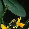 Narcissus 'Tete a tete', habit