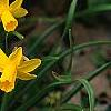 Narcissus 'Tete a tete', habit
