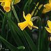 Narcissus 'Tete a tete', habit