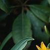 Narcissus 'Tete a tete', habit