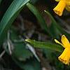 Narcissus 'Tete a tete', habit