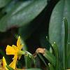 Narcissus 'Tete a tete', habit