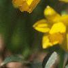 Narcissus 'Tete a tete', flowers