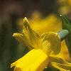 Narcissus 'Tete a tete', flowers