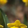 Narcissus 'Tete a tete', flowers
