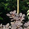Cotinus coggygria, habit
