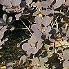 Cotinus coggygria, habit