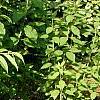 Cotinus coggygria, habit