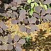 Cotinus coggygria, habit
