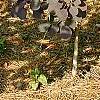 Cotinus coggygria, habit