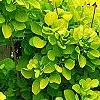 Cotinus coggygria 'Ancot' (Golden Spirit [TM]), habit