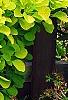 Cotinus coggygria 'Ancot' (Golden Spirit [TM]), habit