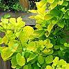 Cotinus coggygria 'Ancot' (Golden Spirit [TM]), habit