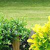 Cotinus coggygria 'Ancot' (Golden Spirit [TM]), habit